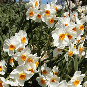 Narcissus (Daffodil) 'Geranium'. Loose, Per 10 Bulbs.